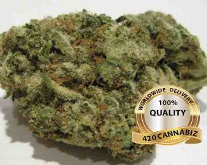 G13 is a magical indica strain that has a pungent smell profile of sweet