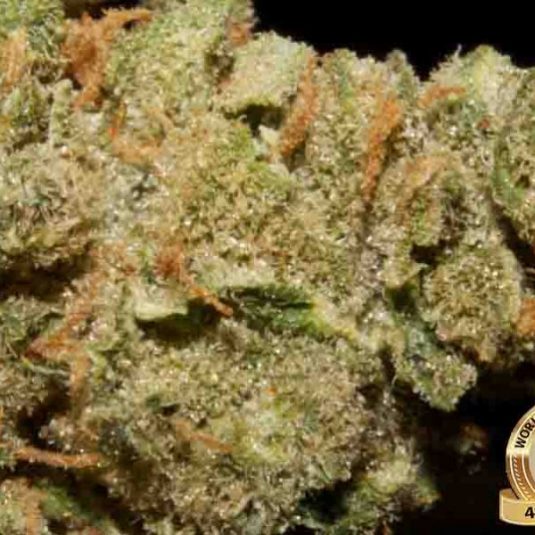 Durban-Poison-600×600-1.jpg