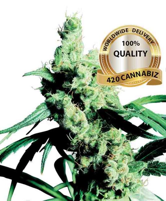 silver-haze-9-feminised.jpg