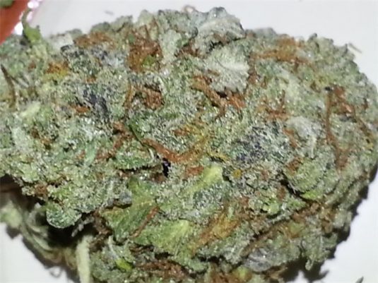 hawaiian_825x550_21ca
